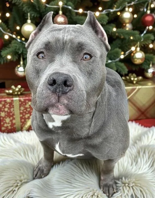 An adult large-sized male Terrier dog named Knox for adoption in Olivette, MO