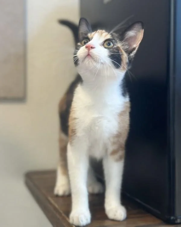 A baby small-sized female Domestic Short Hair cat named Penny for adoption in Novato, CA