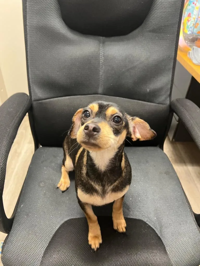 An adult medium-sized female Miniature Pinscher dog named Riley for adoption in Marion, OH