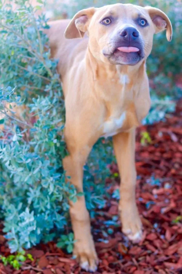 An adult large-sized male Black Mouth Cur dog named Nash for adoption in Temple, TX