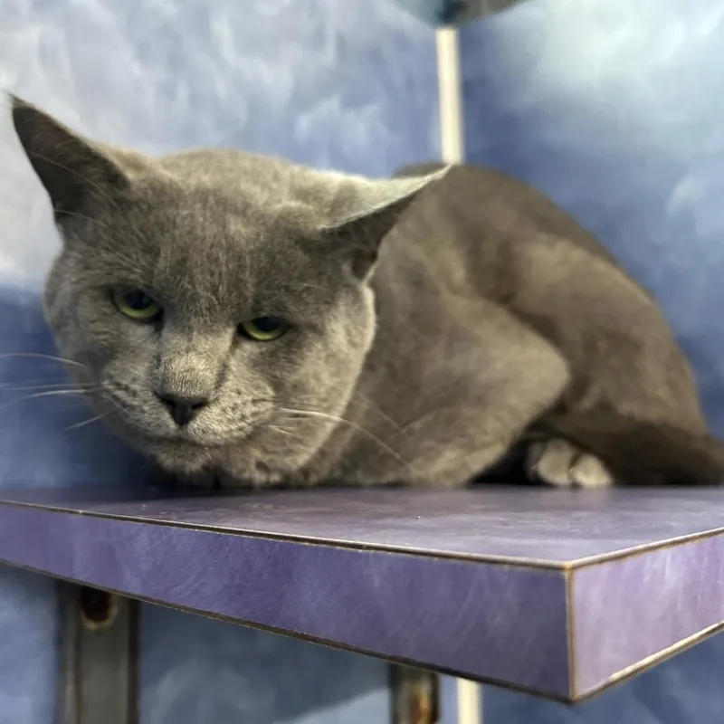 An adult medium-sized male Gray / Blue / Silver Domestic Short Hair cat named Grover for adoption in Austin, TX
