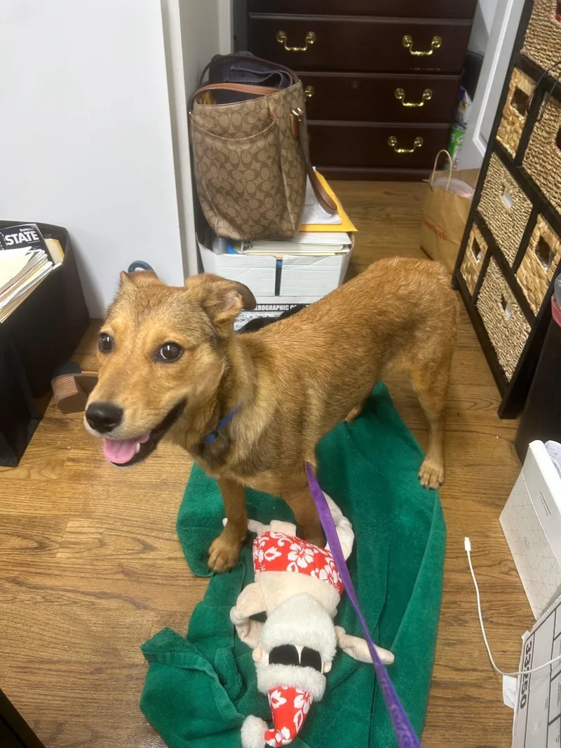 A young medium-sized male Golden Collie dog named Reggie for adoption in Riverdale, NJ