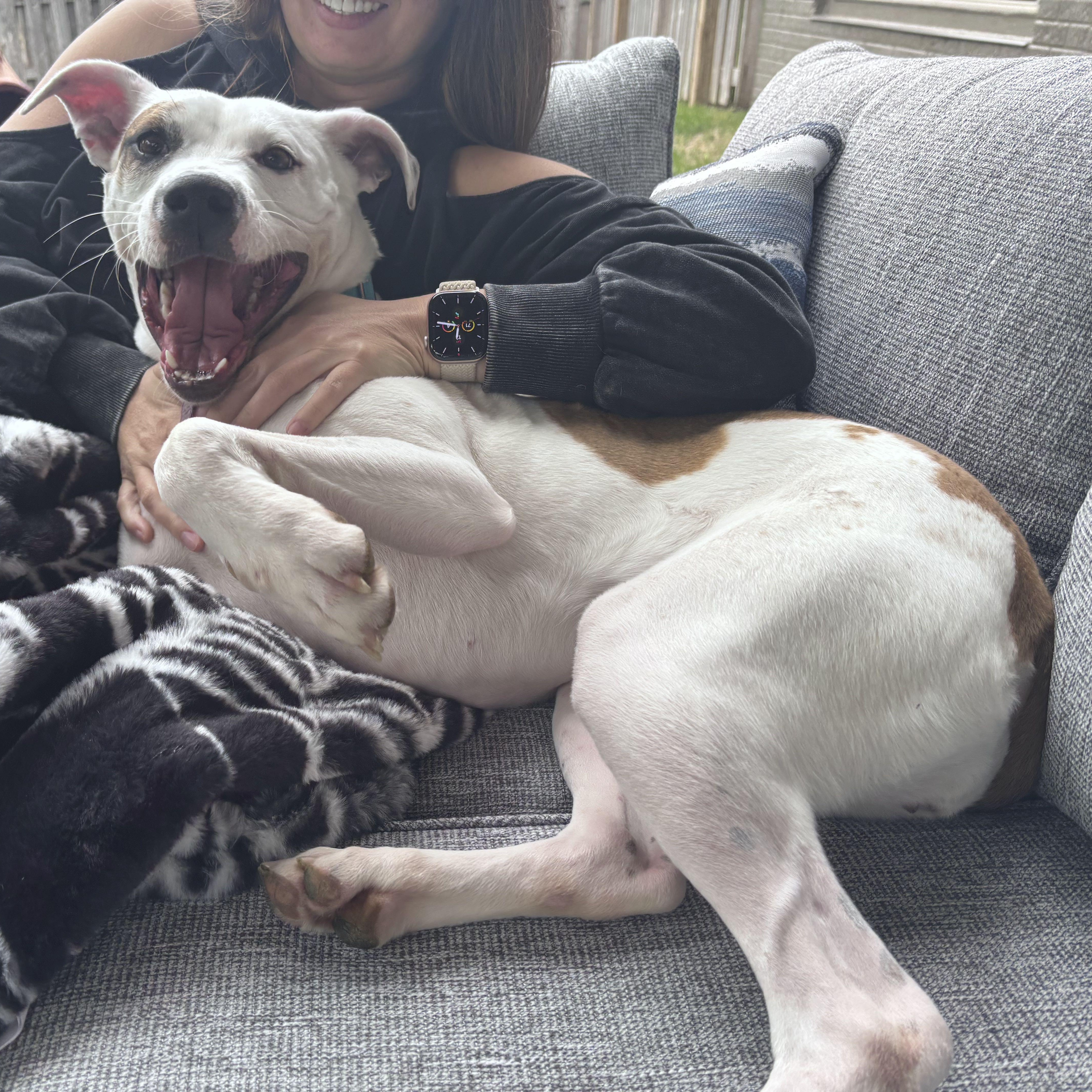 A young medium-sized female White / Cream Bull Terrier dog named Blossom for adoption in Omaha, NE