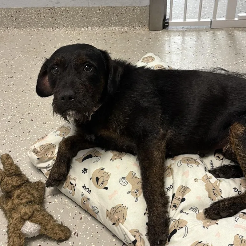 A young medium-sized female Black Mixed Breed dog named Delilah for adoption in Indianapolis, IN