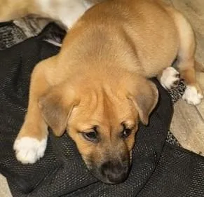 A baby medium-sized female Golden Australian Shepherd dog named Belle for adoption in fort worth, TX