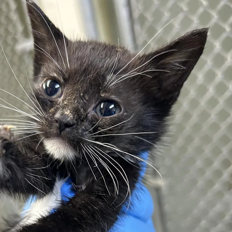 A baby small-sized male Domestic Short Hair cat named Pecan for adoption in Eureka Springs, AR