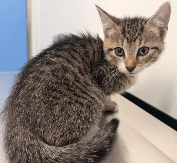 A baby small-sized female Domestic Short Hair cat named Sophia for adoption in Ridgewood, NY
