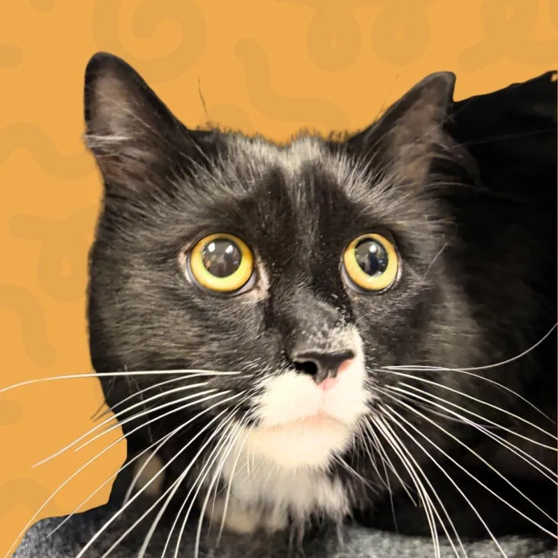 An adult large-sized male Black Domestic Medium Hair cat named Yoyo for adoption in Reno, NV