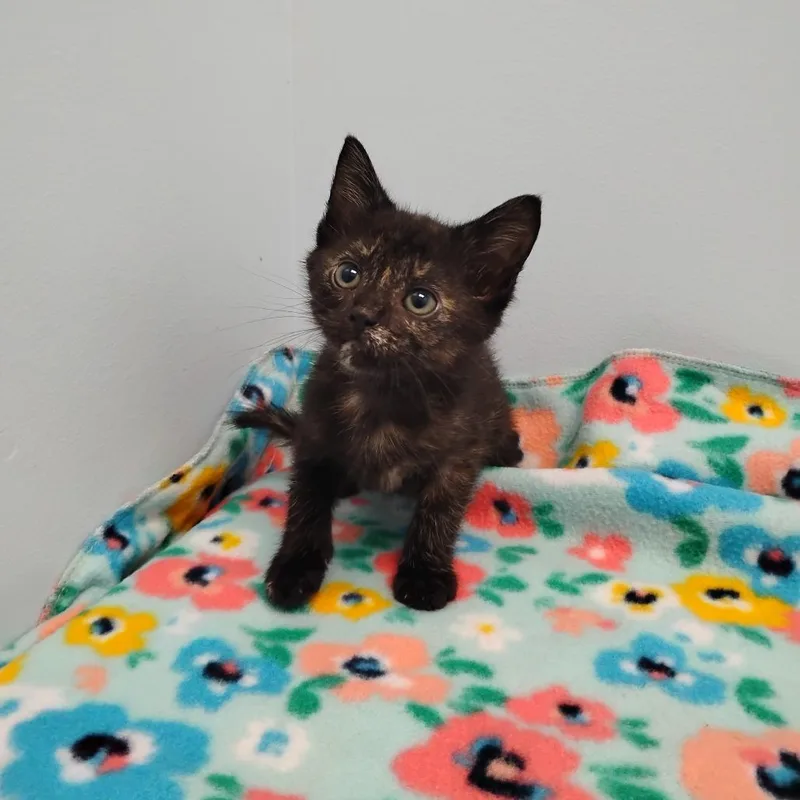 A baby small-sized female Brown / Chocolate Domestic Short Hair cat named Tanzie for adoption in Winchester, TN