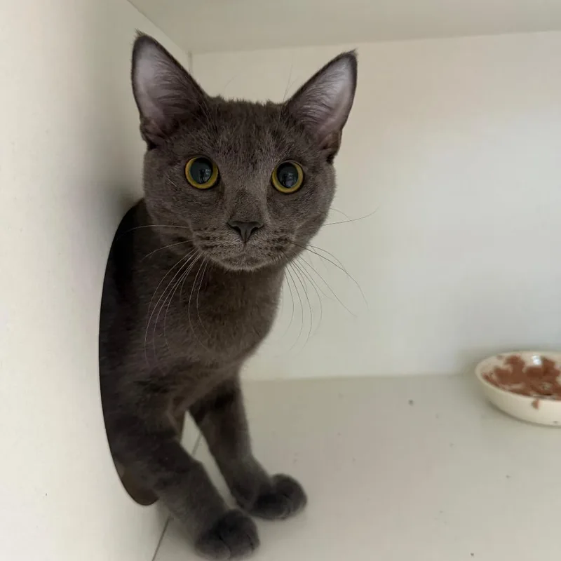 A young small-sized male Gray / Blue / Silver Domestic Short Hair cat named Flynn for adoption in Branford, CT
