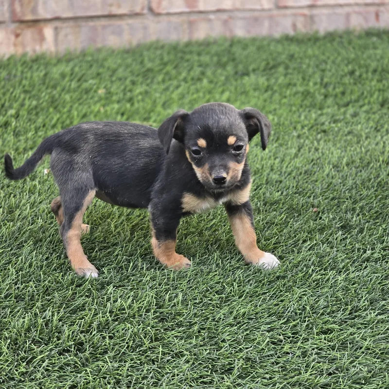 Puppy