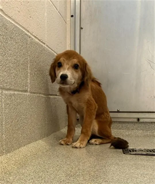 A young small-sized female Labrador Retriever dog named Jackie for adoption in Statesville, NC