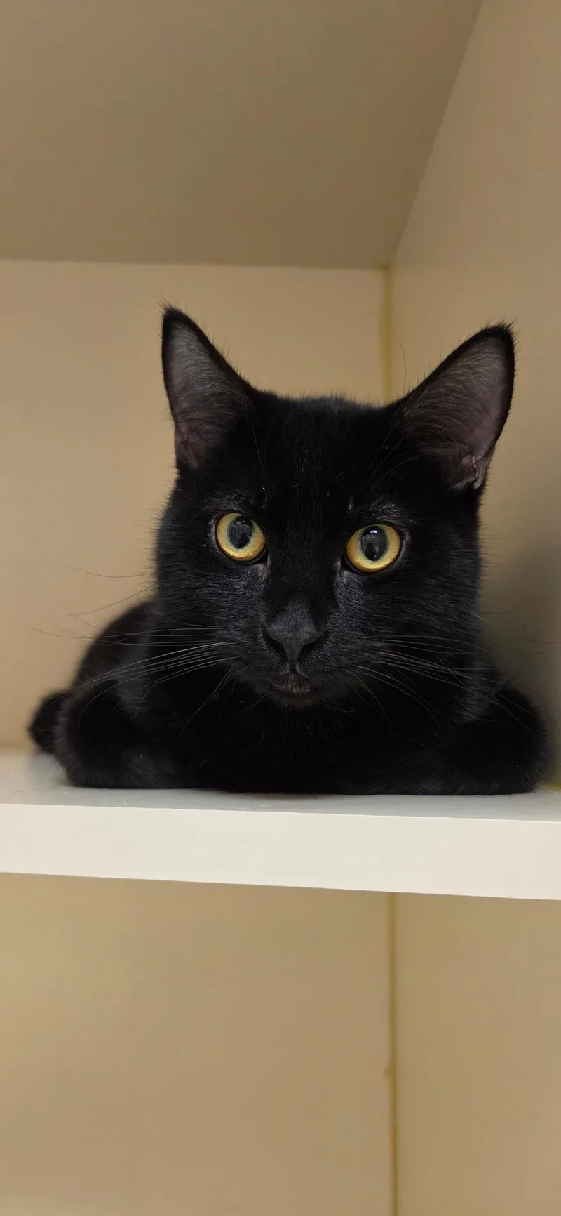 An adult medium-sized male Domestic Short Hair cat named Oreo for adoption in Quincy, WA