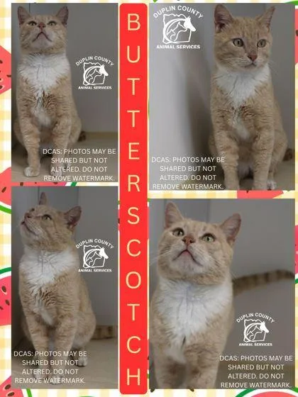 An adult medium-sized male Domestic Short Hair cat named Butterscotch for adoption in Kenansville, NC