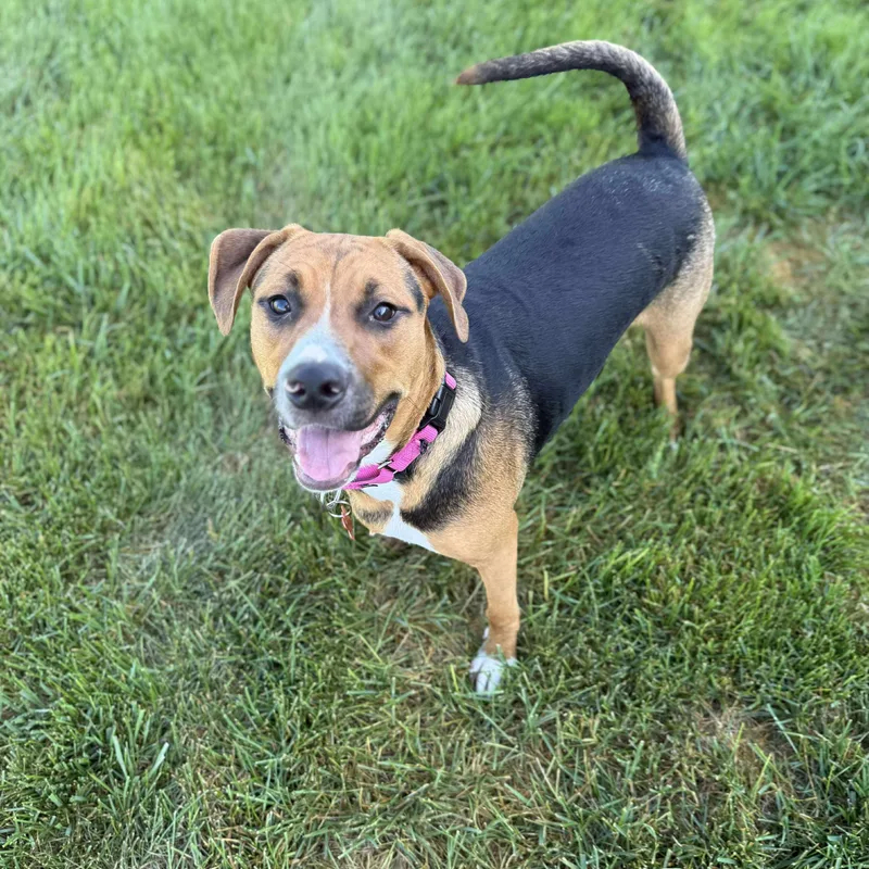 A young large-sized male Tricolor (Brown, Black, & White) Shepherd dog named Alexander for adoption in Springfield, MO