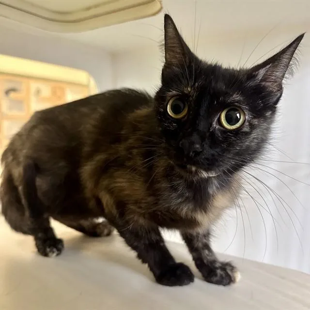 A young small-sized female Domestic Short Hair cat named Lottie for adoption in Riverside, CA