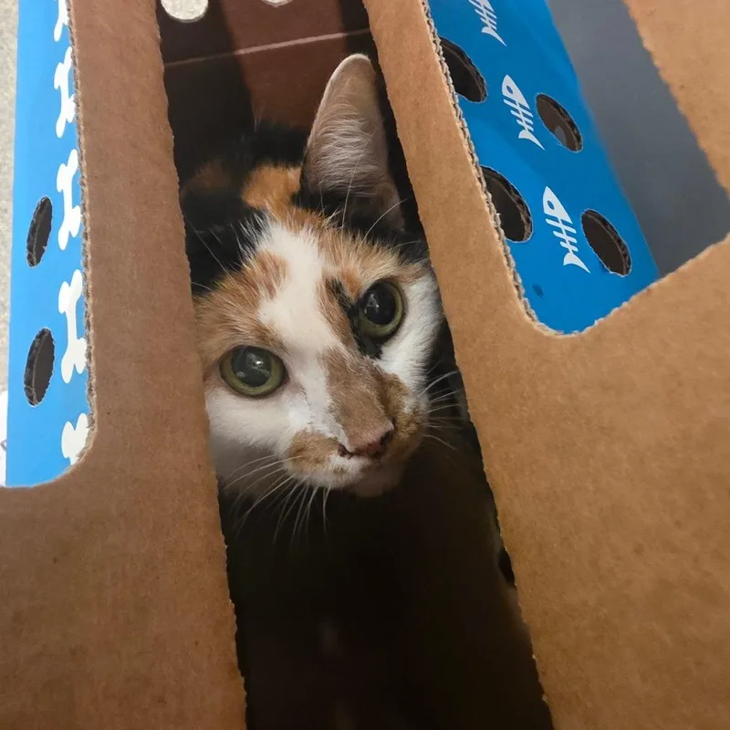 An adult small-sized female Calico Domestic Short Hair cat named Darcy for adoption in Jacksonville, FL