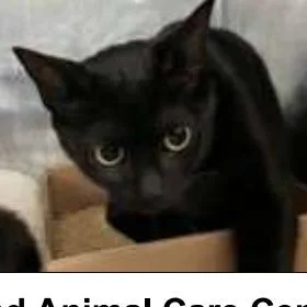 A young medium-sized female Black Domestic Short Hair cat named Licorice for adoption in Middle Village, NY