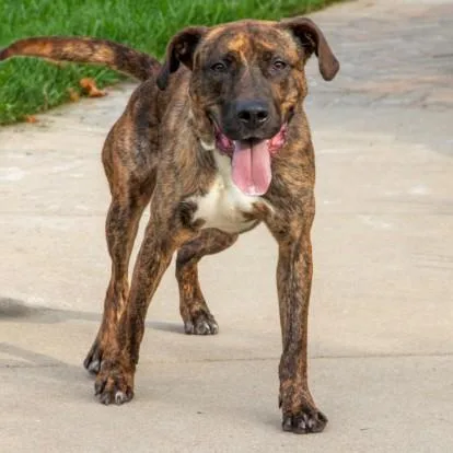 An adult large-sized male Plott Hound dog named Max for adoption in St. Louis, MO