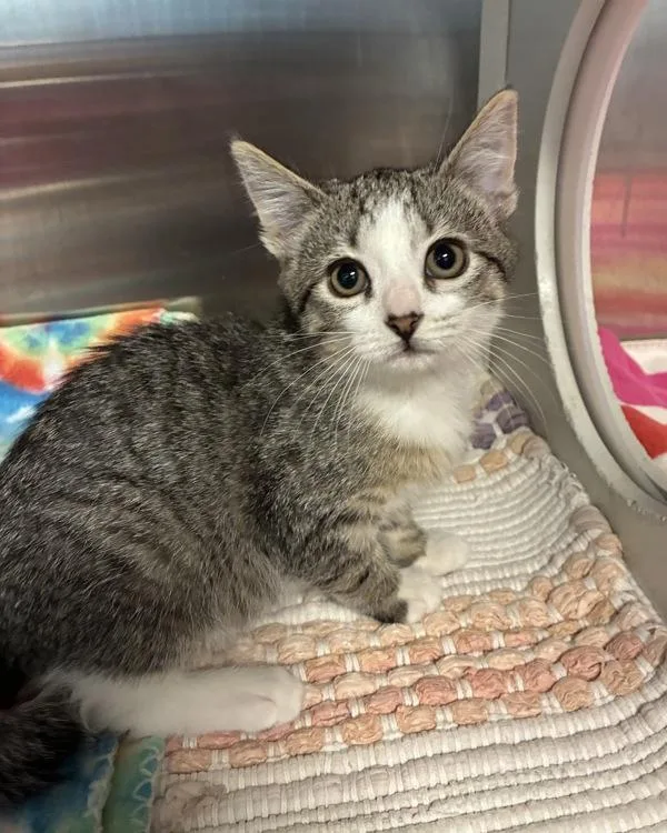 A baby small-sized female Domestic Short Hair cat named Tail Tucked for adoption in Richmond, VA