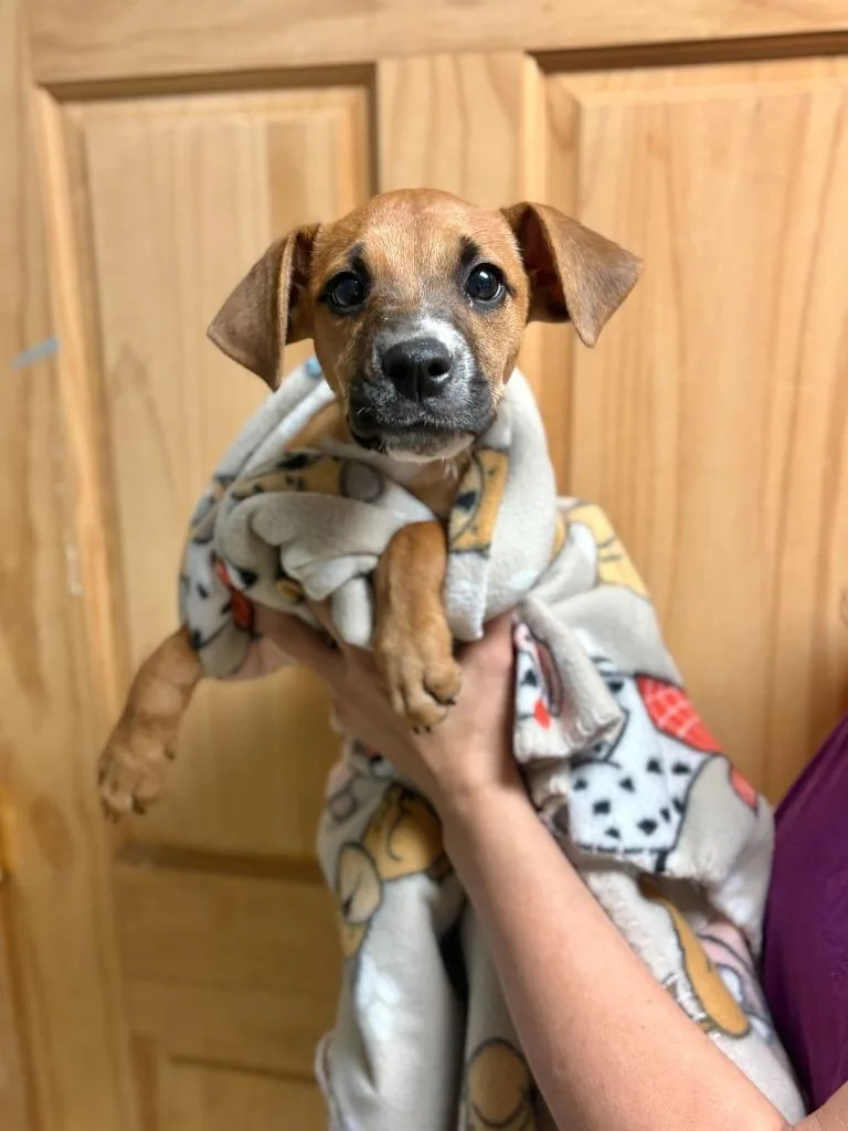 A baby medium-sized female Mixed Breed dog named Bed  Bath & for adoption in Chillicothe, OH