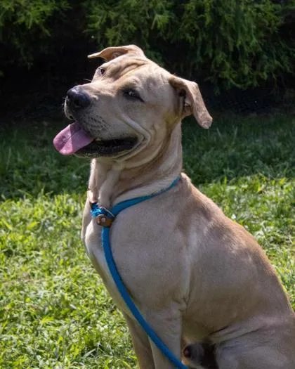 An adult large-sized male Mixed Breed dog named Rockefeller for adoption in Fallston, MD
