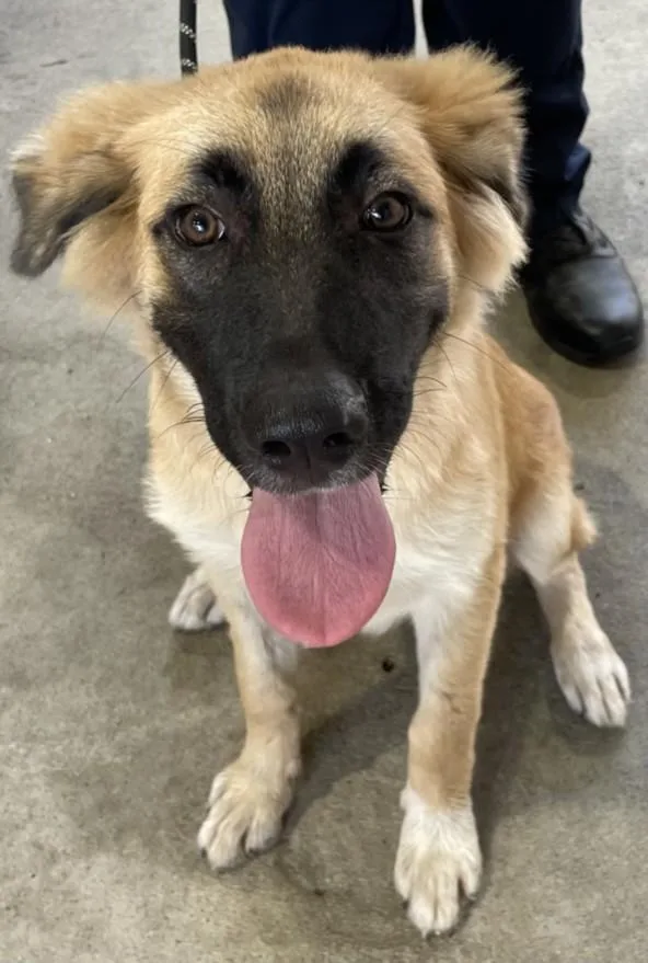 A baby small-sized female German Shepherd Dog dog named Gypsy for adoption in Texas City, TX