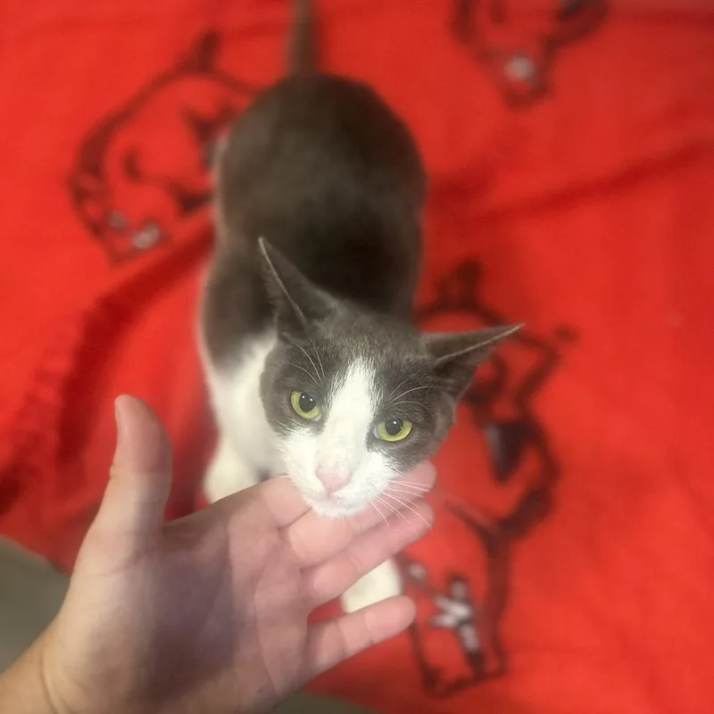 An adult medium-sized male Gray / Blue / Silver Domestic Short Hair cat named Rikky for adoption in Cabot, AR