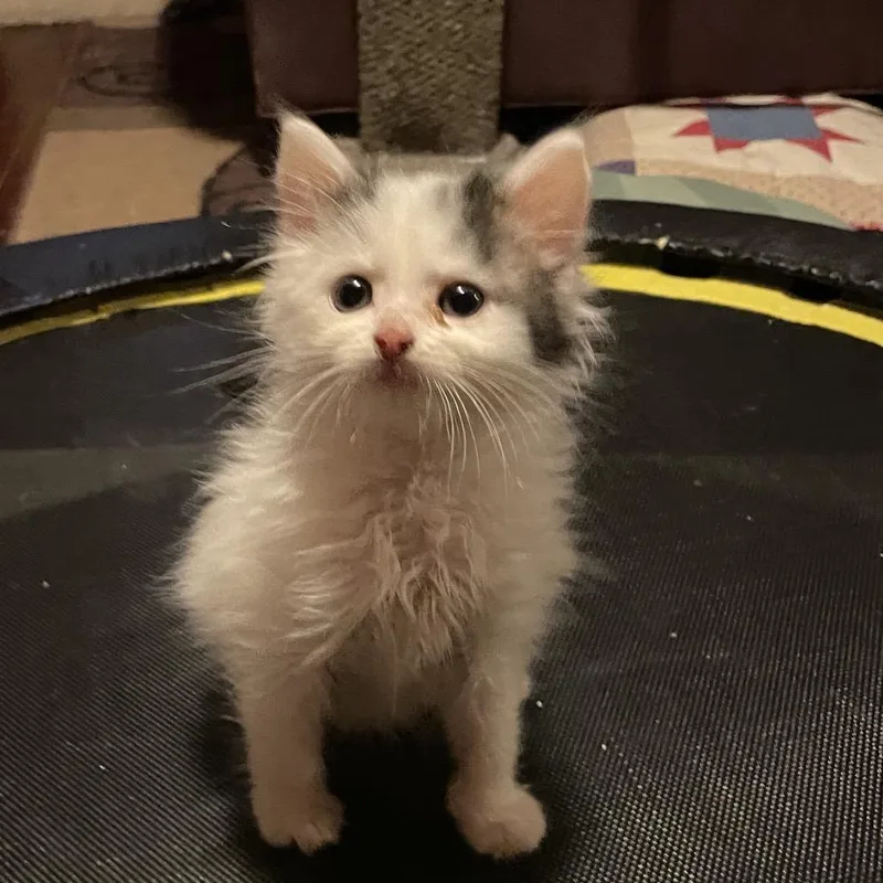 A baby small-sized female White Domestic Medium Hair cat named Zephyr for adoption in Springboro, OH