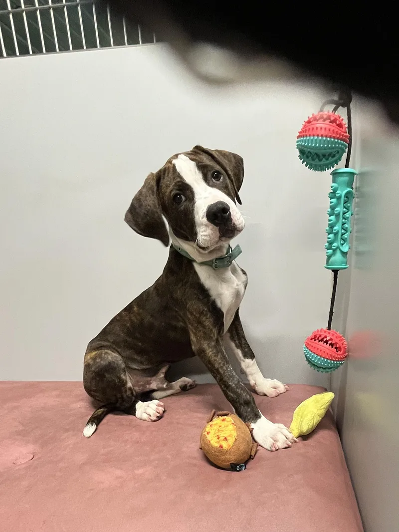 A baby medium-sized male Boxer dog named Ricky for adoption in Farmington, MO