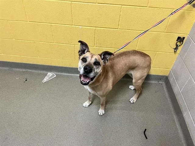 An adult medium-sized female Black Mouth Cur dog named Sago for adoption in Colorado Springs, CO