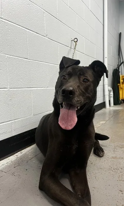 A young large-sized male German Shepherd Dog named Bhaau for adoption in Sacramento, CA