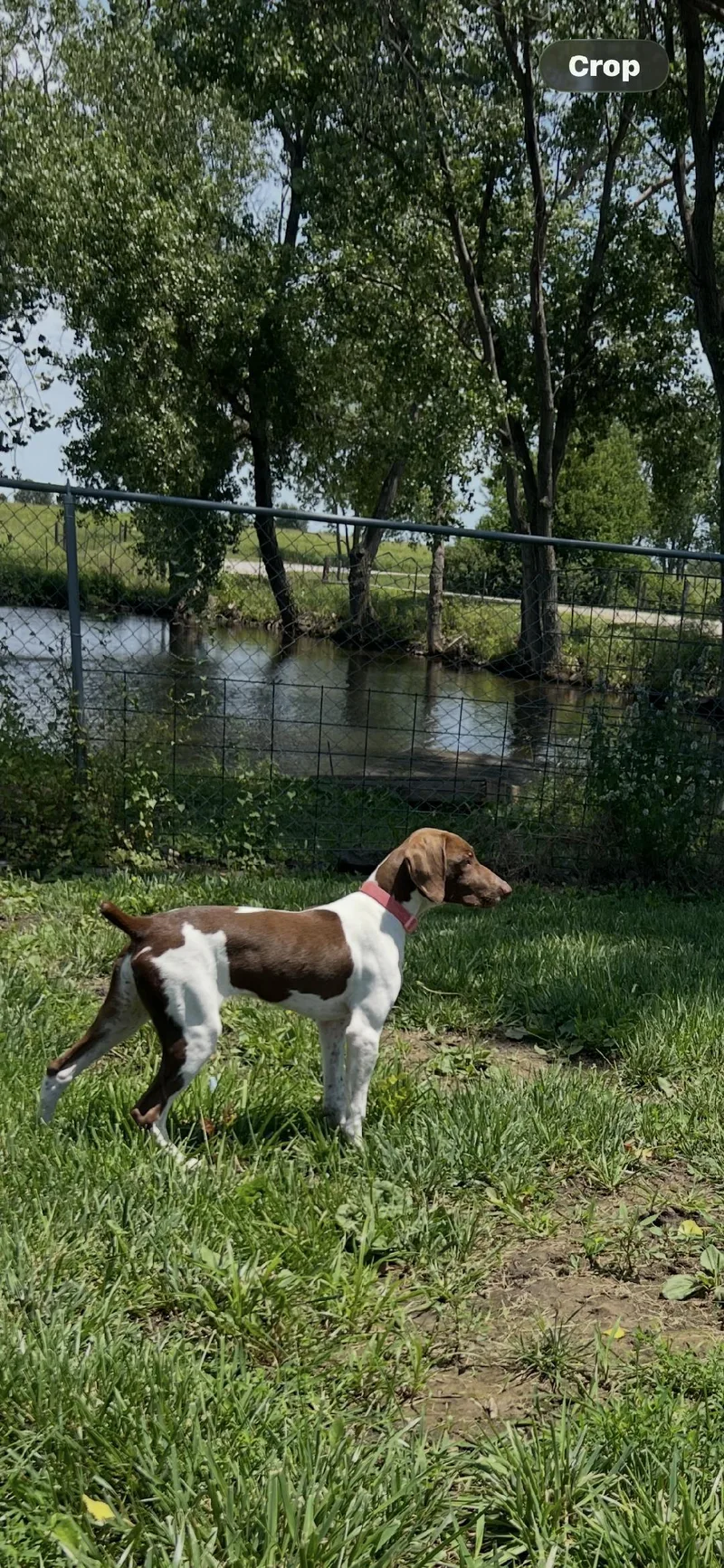 A young medium-sized female German Shorthaired Pointer dog named Daisey Mae for adoption in Auburn, KS