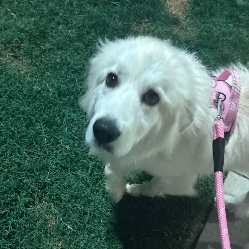 An adult large-sized female White / Cream Great Pyrenees dog named Baby for adoption in Raleigh, NC