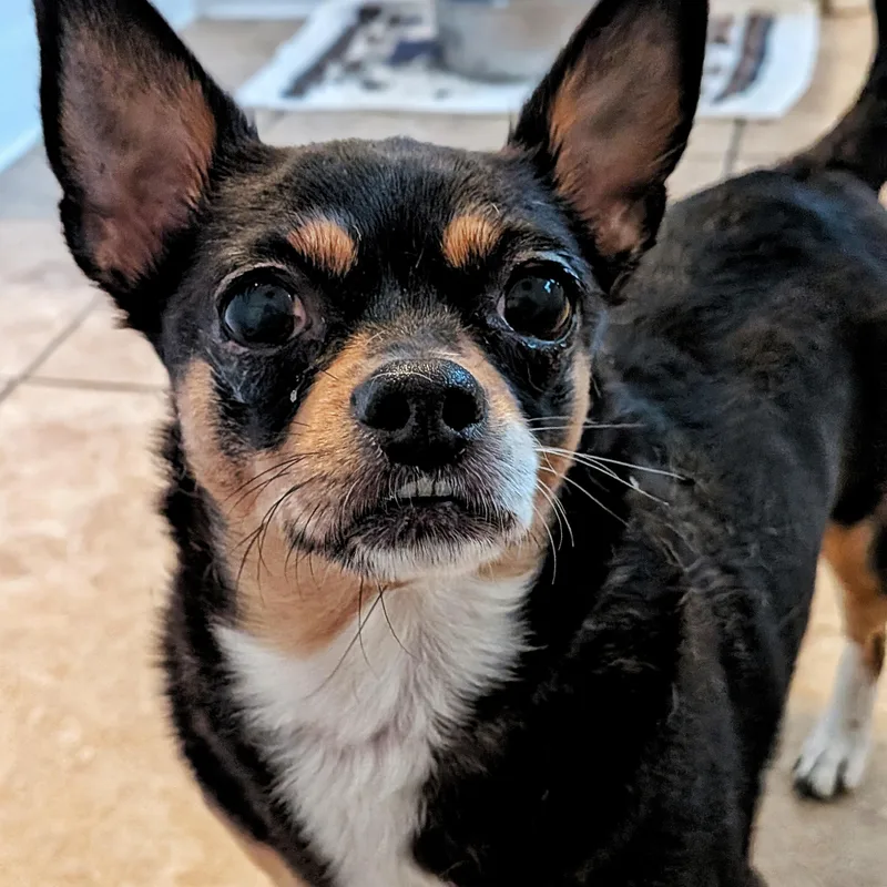 An adult small-sized female Tricolor (Brown, Black, & White) Chihuahua dog named Sissy for adoption in Eustis, FL
