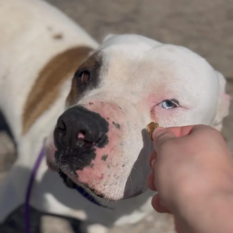 An adult large-sized male White / Cream Pit Bull Terrier dog named Teddy for adoption in Marysville, OH