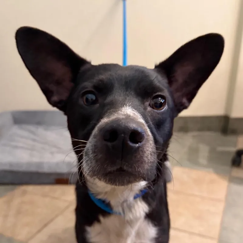 An adult medium-sized male Black Mixed Breed dog named Vincent for adoption in Chattanooga, TN