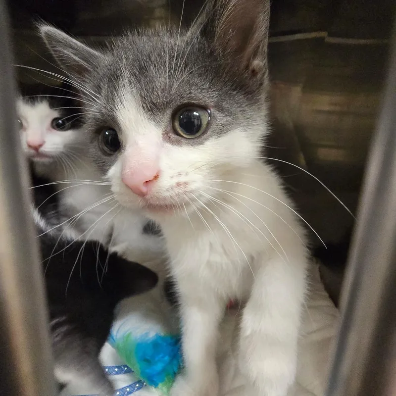 A baby small-sized male White Domestic Short Hair cat named Pooh for adoption in Waldorf, MD