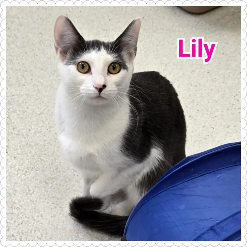 Lily thumbnail 2