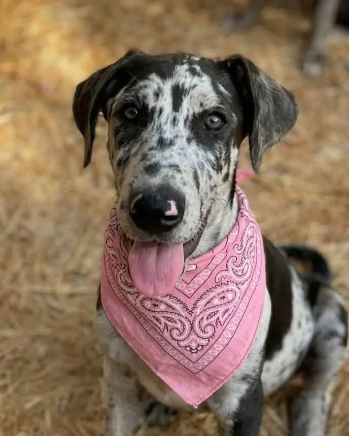 A baby extra large-sized female Great Dane dog named Splatter for adoption in Anza, CA