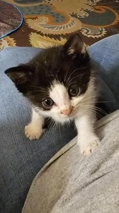 A baby small-sized male Domestic Long Hair cat named Napoleon for adoption in Paducah, KY
