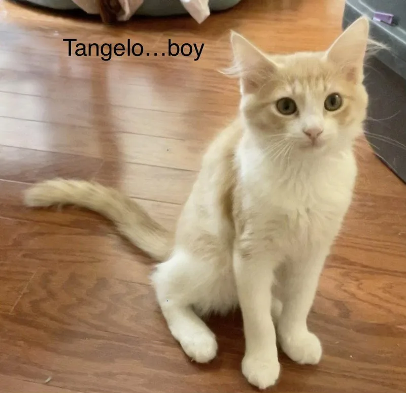 A young medium-sized male Orange & White Domestic Medium Hair cat named Tangelo for adoption in Scottsdale, AZ