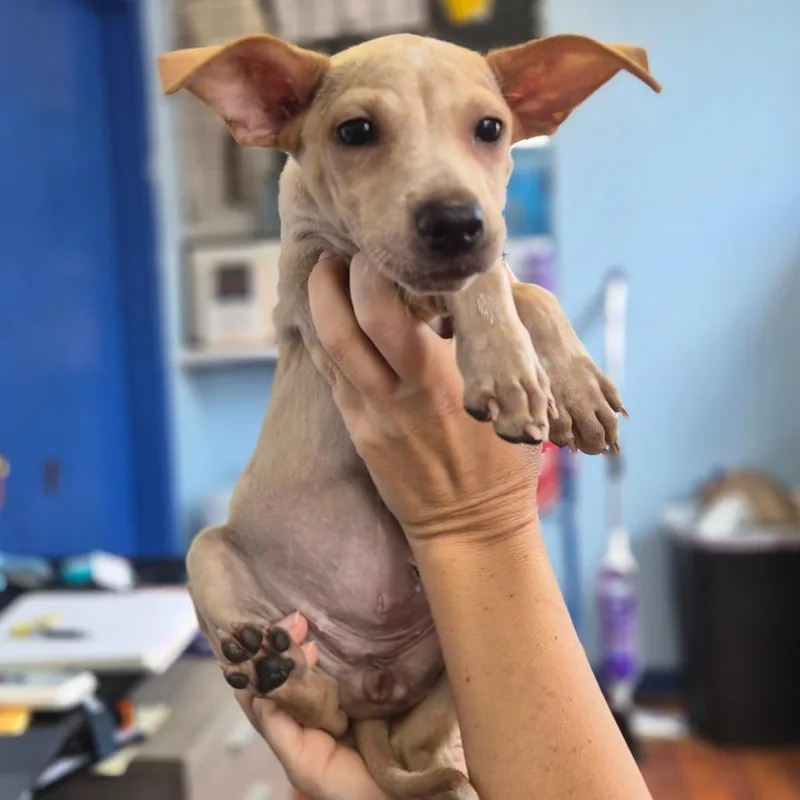 A baby small-sized female Brown / Chocolate Airedale Terrier dog named CiCis for adoption in Wahiawa, HI