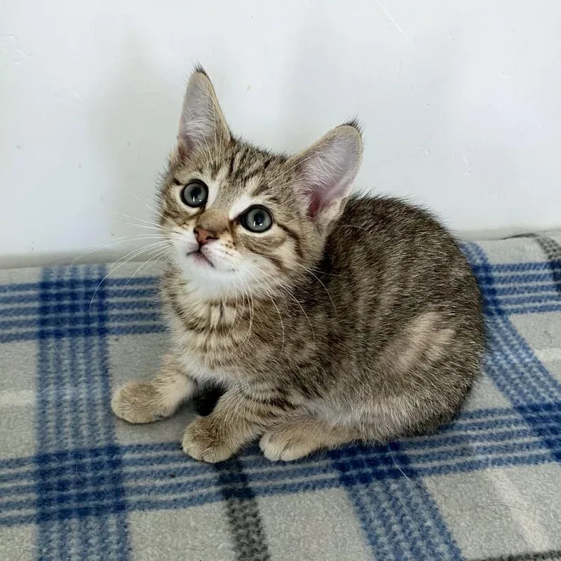 A baby small-sized female Brown / Chocolate Domestic Short Hair cat named Lexus for adoption in Green Bay, WI