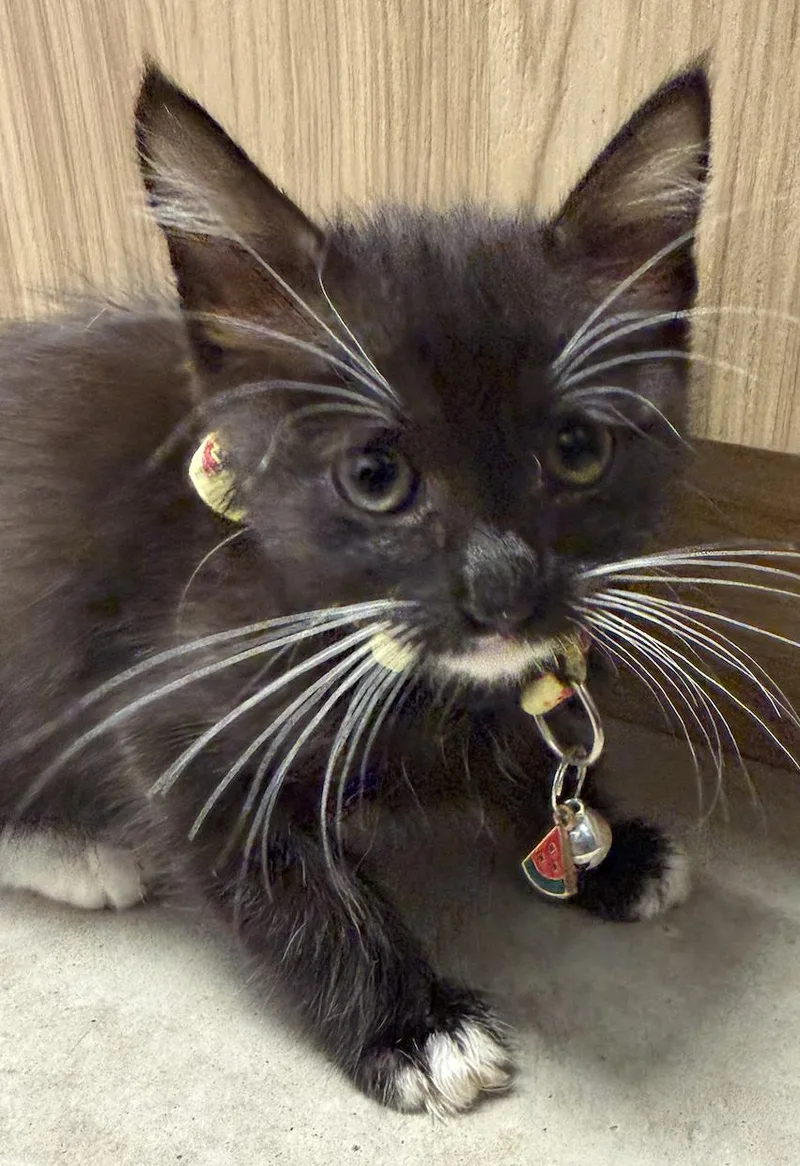 A baby small-sized female Domestic Short Hair cat named ReRe for adoption in Round Rock, TX