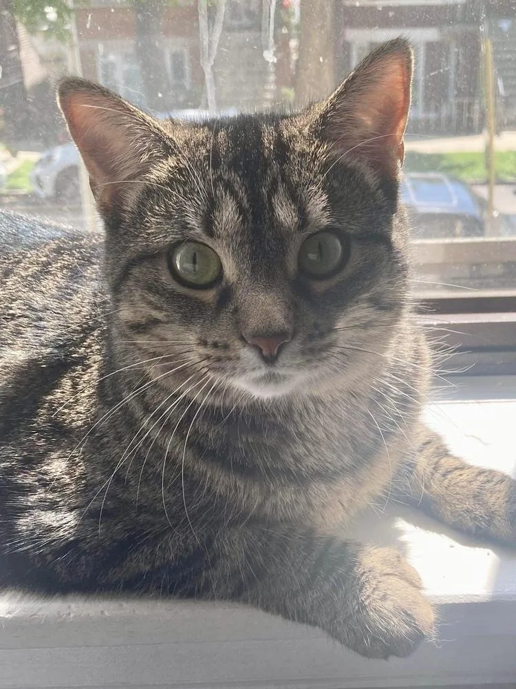 Mazikeen thumbnail 2