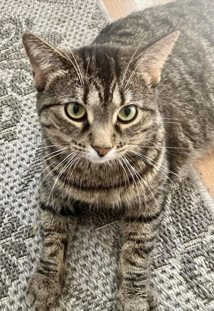 Mazikeen thumbnail 3