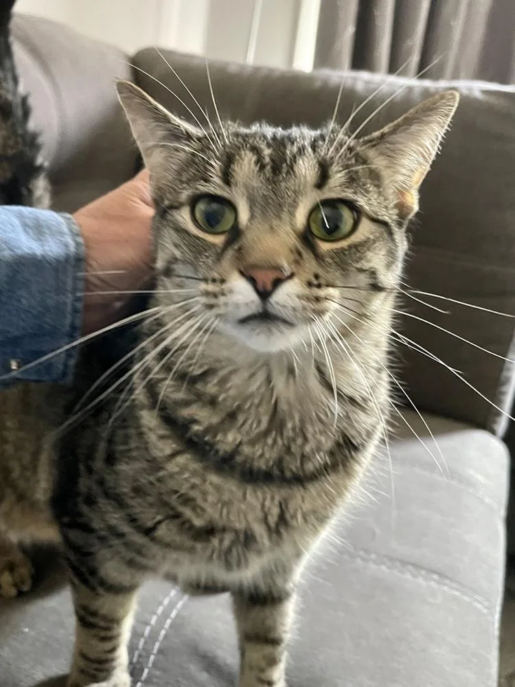 Mazikeen thumbnail 4