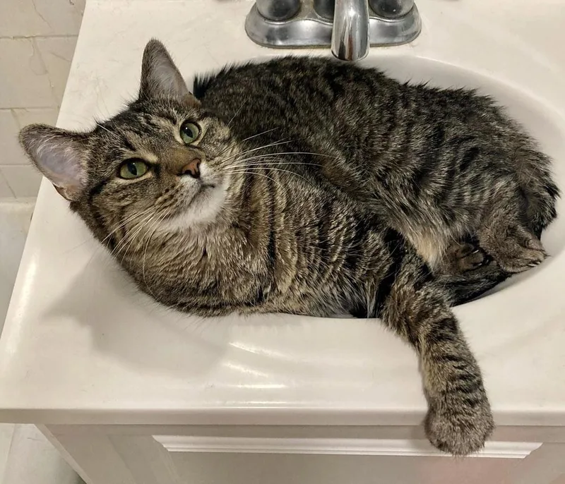 Mazikeen thumbnail 5