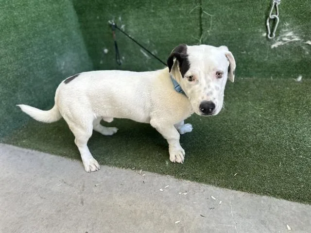 A young medium-sized male Cardigan Welsh Corgi dog named Snoopy for adoption in Lancaster, CA